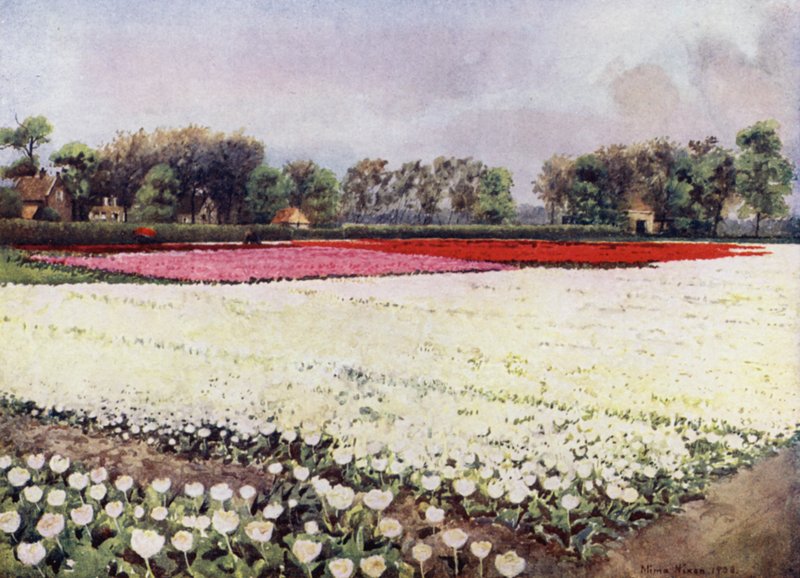 "Here is tulips for you, white, for bridal or burial" (カラーリトグラフ) 作： ミマ・ニクソン