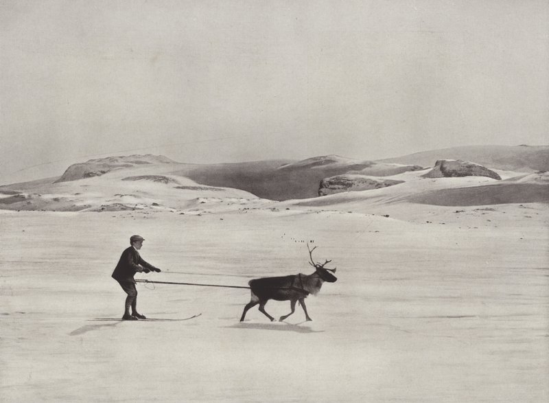 山でのトナカイのスキードライブ 作： ノルウェーの写真家