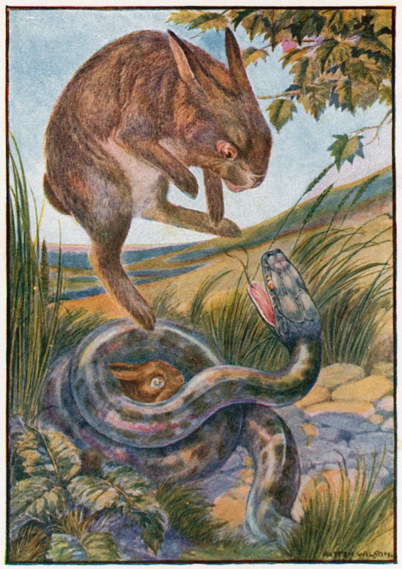 Hyppääessään hän löi käärmeeseen vahvoilla takakynsillä (väri litho) 作： パッテン・ウィルソン