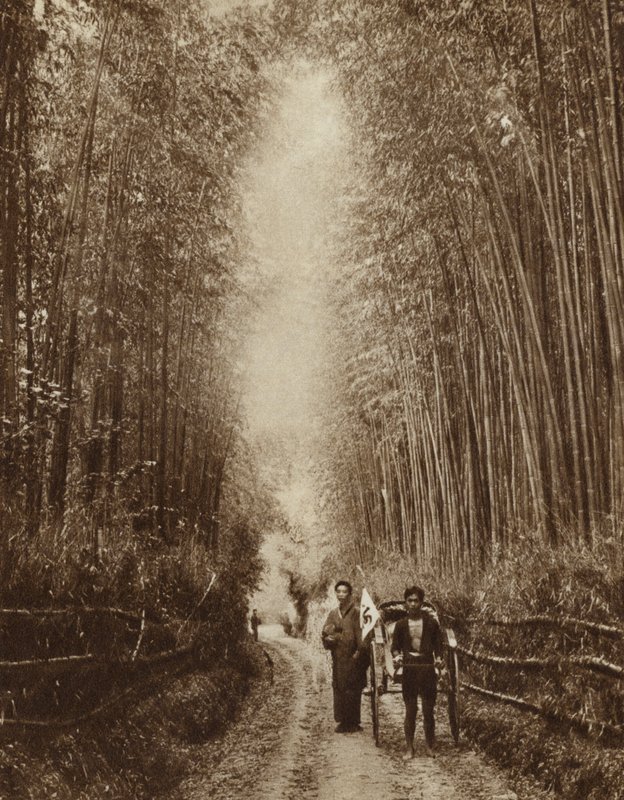 日本の竹林（モノクロ写真 作： 写真家日本人