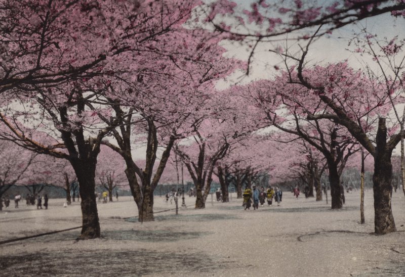 日本、1912年頃。東京・上野公園の桜（写真 作： 写真家日本人