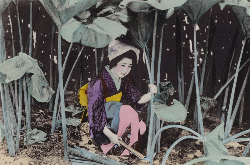 日本、1912年頃。秋田の山菜、巨大なボグルバーブ（写真 作： 写真家日本人