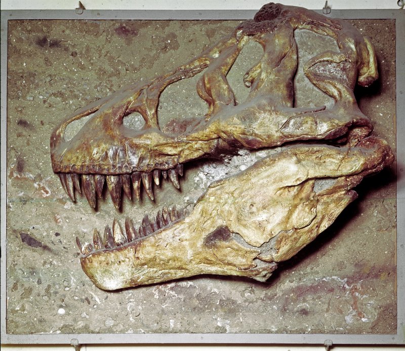 恐竜の頭 Prehistoric_Prehistoric_-