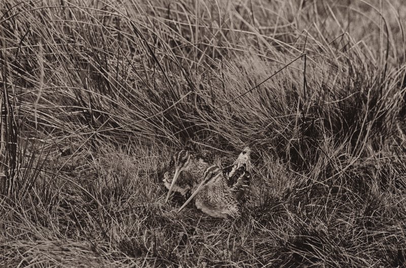 若いシギ (b/w 写真) 作： リチャードとチェリーカートン