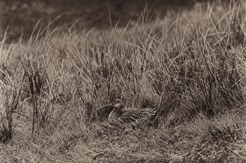 巣のカール (b/w 写真) 作： リチャードとチェリーカートン