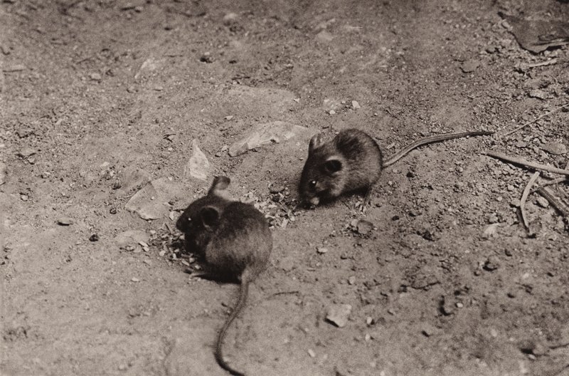 夕食時のネズミ (白黒写真) 作： リチャードとチェリーカートン