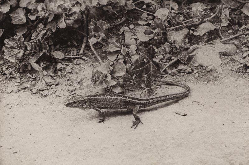 砂トカゲ (白黒写真) 作： リチャードとチェリーカートン