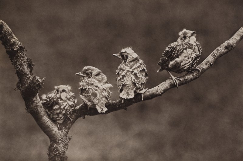 若いミッセルツグミ (b/w 写真) 作： リチャードとチェリーカートン