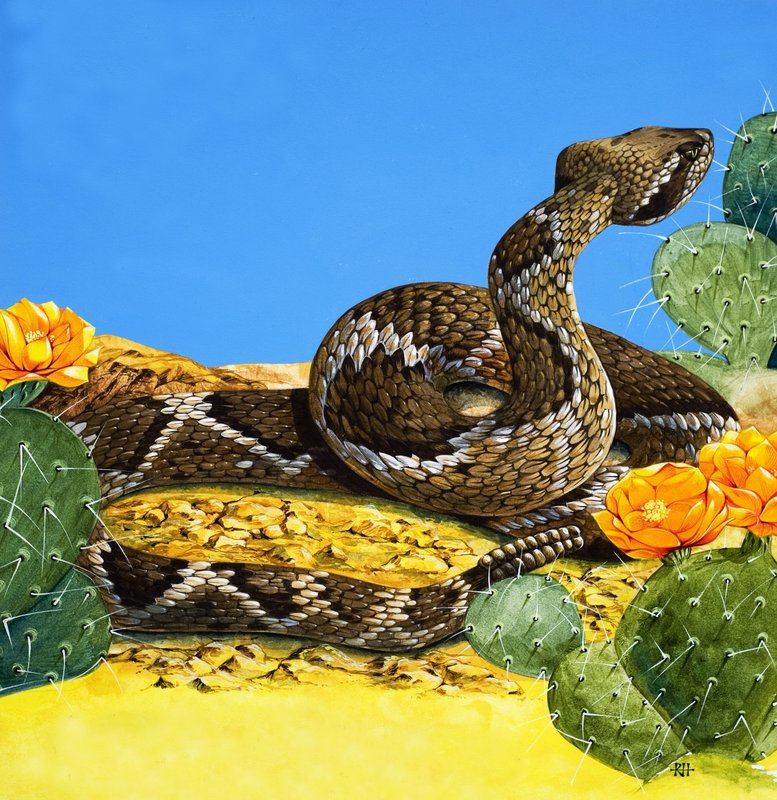 ガラガラヘビの警告、『ワンス・アポン・ア・タイム』より（紙にグワッシュ） 作： リチャード・フック