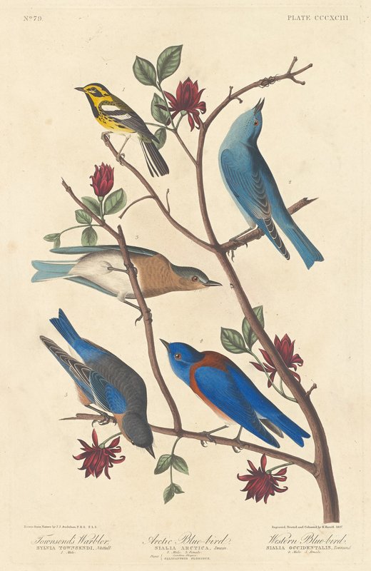 Robert_Havell_after_John_James