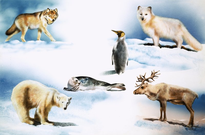 北極の動物たち 作： ルドルフ・サブリッチ