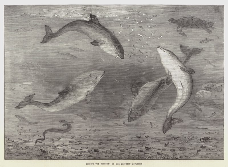 ブライトン水族館でイルカに餌をやる 作： サミュエル・リード