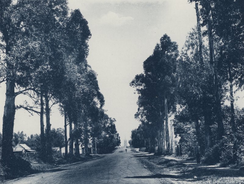 Avenue of Blue Gum Trees, Pretoria (bw photographs) 作： 南アフリカの写真家