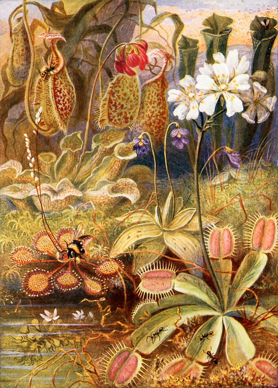 肉食性植物のグループ、Graeme Williamsによる「Wonders of Land and Sea」のイラスト 作： テオバルドカレラス