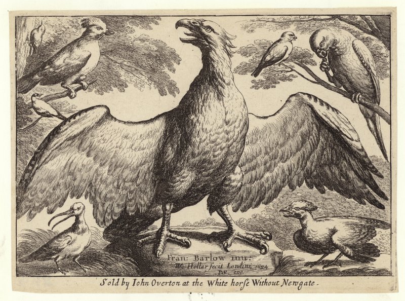 ワシおよび他の鳥 作： ヴァーツラフ・ホラー
