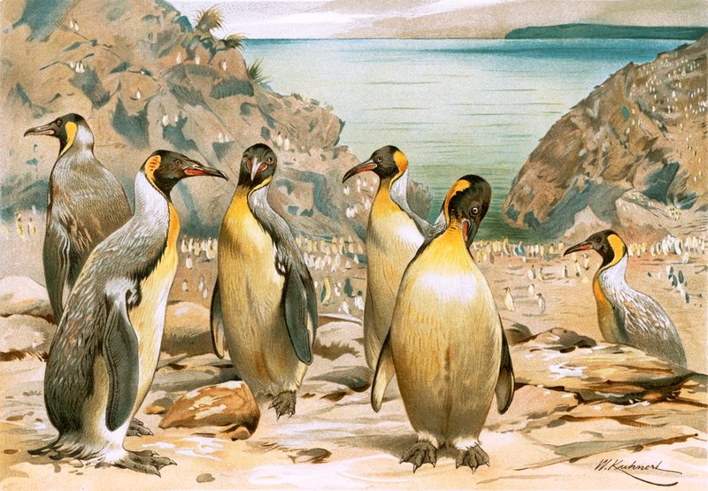 ペンギンの絵画 Extint ジャイアント ペンギン ペンギン 1892 を彫刻