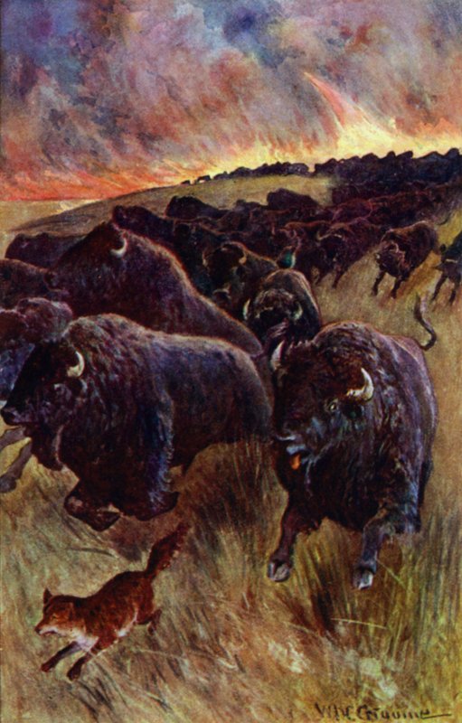 「炎から逃れるためにダッシュする水牛の群れが目に入った」（カラーリトグラフ 作： ウィリアム・ヘンリー・チャールズ・グルーム