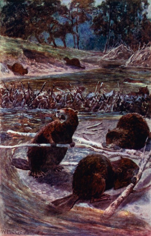 "They build a dam across the stream"(カラーリトグラフ) 作： ウィリアム・ヘンリー・チャールズ・グルーム