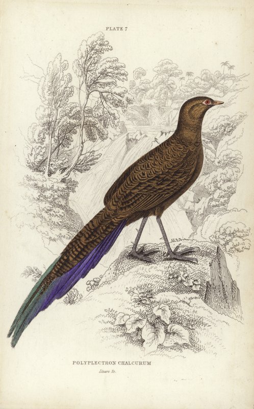 Polyplectron Chalcurum 作： ウィリアム ホーム リザーズ