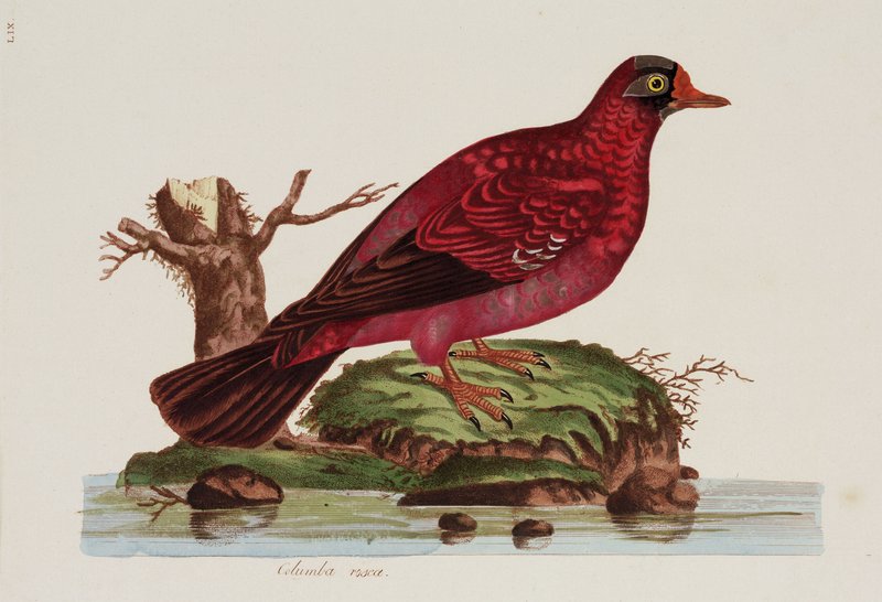 ハトの図版　アンティーク版画　マイヤー百科事典　ドイツ　リトグラフ　鳩　額付 _-_Red_dove_-_(MeisterDrucke-