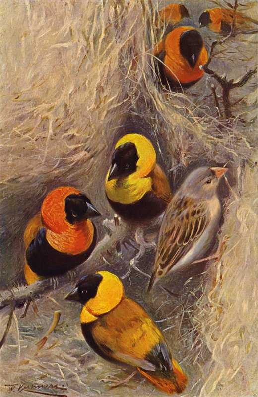 織工の鳥 作： ヴィルヘルム・クーナートにちなんで