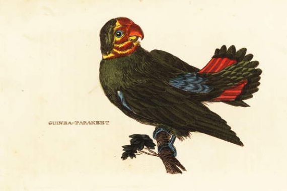 Frederick Polydor (after) Nodder