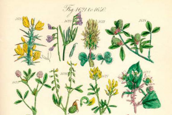 J. E. and Johnson C. P. Sowerby