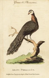 グレートアルガスキジ、Argusianus argus