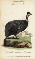 ヘルメット・グインフォウル（Numida meleagris