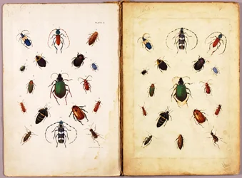 昆虫 - 色彩豊かな甲虫、風景、書籍『Concealing Coloration in the Animal Kingdom』のための習作フォルダー