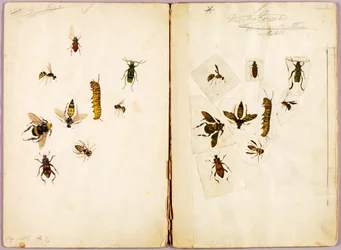 昆虫 - 彩色、書籍『Concealing Coloration in the Animal Kingdom』のための習作フォルダー