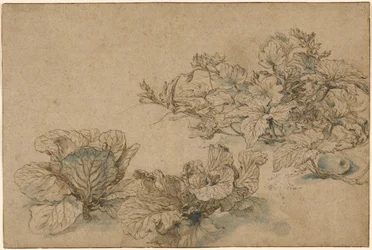 ウリ科植物とキャベツの習作