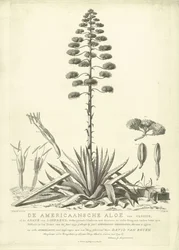 開花したアメリカンアロエ、1757年 クルシウスのアメリカのアロエ、またはリンネのリュウゼツラン (...) 1757 年の夏に咲いた Jac: Schuurmans Stkehooven、ライデンの花屋 (オブジェクトのタイトル)