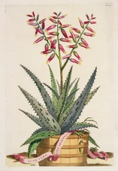 アロエ・ヴェラ・コスタ・スピノーサ（1702年発行の「Phytographia Curiosa」より）（彩色済み版画