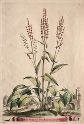 Phytographia Curiosa：尋常性アセトバは、Rumex Canpferinusに属します。