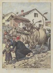 少女を殺そうとする教師、謙虚な英雄は、ブレシアの近くの2人の激怒した雄牛に殺された