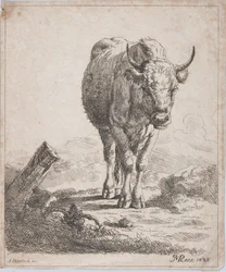 正面から見た牛、1805年。
