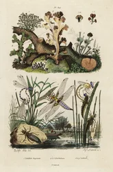 チェイサー、スキマー、地衣類、1834-1839 (彫刻)