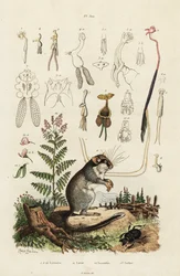 ヤマネ、カイアシ類、カブトムシ。 ,1834-1839 (彫刻)