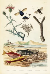 ヤグルマギク、魚、カブトムシ ハエ、1834-1839 (彫刻)