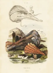 ペンシェルまたはファンムール貝。 ,1834-1839 (彫刻)