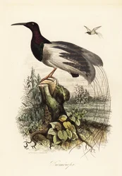 12 線の極楽鳥、Seleucidis melanoleucus