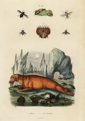 セイウチとハエ。 ,1834-1839 (彫刻)