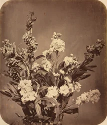 ブーケc。 1855。