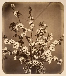 花の静物