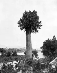 古い砂糖農園の煙突、ジャマイカ、c1905から生えている木。
