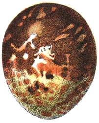 ハチクマの卵（Pernis apivorus）、1923