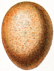 鷹の卵、1923