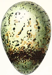 ギレモットの卵、1923