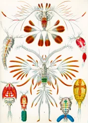 カイアシ類のイラスト、1909年頃